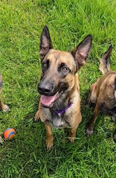 Belgian Shepherd Malinois Dogs Available for Adoption in Oriskany, New York - Ellie | PetCurious