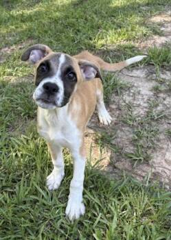 Binky -  Boxer and Australian Shepherd Dog for Adoption in Watertown, Connecticut - Binky | PetCurious