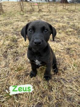 Mixed Breed Dogs Available for Adoption in Iron River, Michigan - Zeus | PetCurious