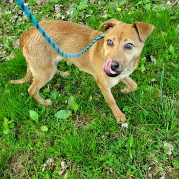 Carolina Dog and Mixed Breed Dogs Available for Adoption in Goshen, Kentucky - Jada | PetCurious