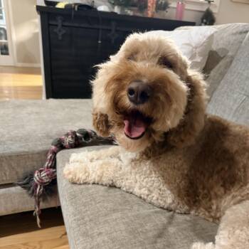 Paige -  Goldendoodle Dog for Adoption in Marietta, Georgia - Paige | PetCurious