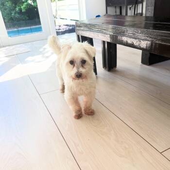 Diego -  Maltese Dog for Adoption in Miami, Florida - Diego | PetCurious