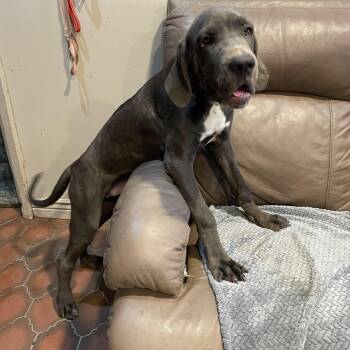 Shaggy -  Cane Corso Dog for Adoption in Lisbon, Ohio - Shaggy | PetCurious