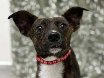 Chihuahua and Dachshund Dogs Available for Adoption in Portland, Oregon - Moon | PetCurious