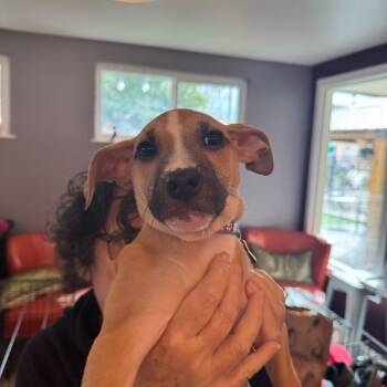 Rescue Mixed Breed Dogs for Adoption in San Francisco, California - Petey | PetCurious