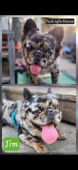 Jim -  French Bulldog Dog for Adoption in Hayward, California - Jim | PetCurious