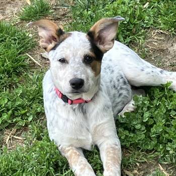 Australian Cattle Dog Blue Heeler Dogs Available for Adoption in South Hempstead, New York - Prissy | PetCurious