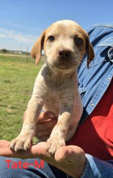 Cattle Dog Dogs Available for Adoption in Palos Heights, Illinois - Tate | PetCurious