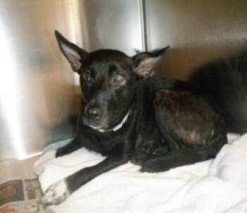 Rescue Chihuahua and Terrier Dogs for Adoption in Lake Forest, California - Lady Diana - Courtesy Post - Foster Or Adopt Me! | PetCurious