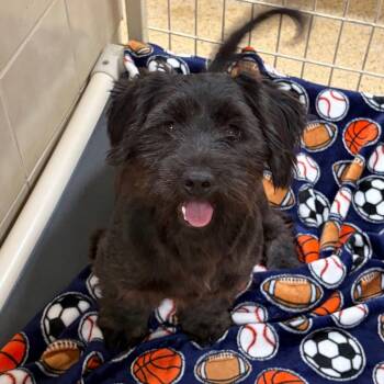 Juni -  Miniature Schnauzer Dog for Adoption in Kerrville, Texas - Juni | PetCurious