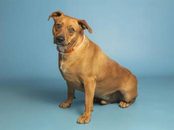 Australian Cattle Dog Blue Heeler and Chihuahua Dogs Available for Adoption in Phoenix, Arizona - PUDDIN | PetCurious