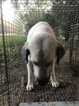 Rescue Mixed Breed Dogs for Adoption in Dallas, Texas - GLENDA | PetCurious