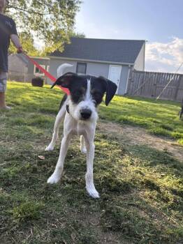 Jack Russell Terrier Dogs Available for Adoption in Essex, Maryland - Rocket | PetCurious