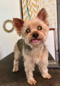 Joseph -  Yorkshire Terrier Dog for Adoption in Beavercreek, Oregon - Joseph | PetCurious