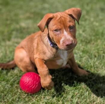 **PEACHES** -  Labrador Retriever Dog for Adoption in North Prairie, Wisconsin - **PEACHES** | PetCurious