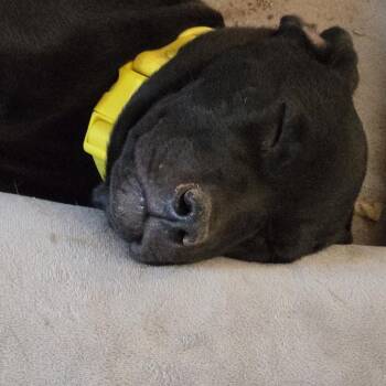 Mackenzie -  Mixed Breed Dog for Adoption in Moab, Utah - Mackenzie | PetCurious