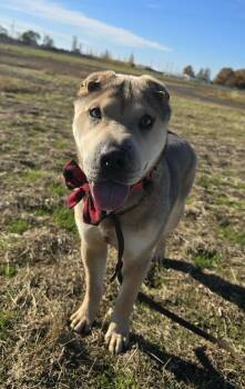 Rescue Shar Pei Dogs for Adoption in Othello, Washington - Goofy Goober | PetCurious