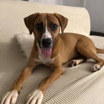 Rescue Boxer Dogs for Adoption in Columbia, South Carolina - Diana | PetCurious