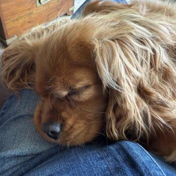 ALPHARETTA - Rosie -  Cavalier King Charles Spaniel Dog for Adoption in Blairsville, Georgia - ALPHARETTA - Rosie | PetCurious