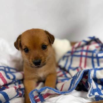 Shrek -  Cattle Dog and Mixed Breed Dog for Adoption - Shrek | PetCurious