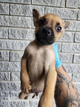 BRAZIL -  American Staffordshire Terrier Dog for Adoption in San Antonio, Texas - BRAZIL | PetCurious