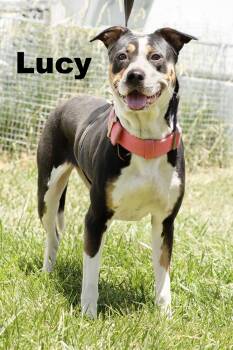 Lucy -  Mixed Breed Dog for Adoption in Macomb, Illinois - Lucy | PetCurious