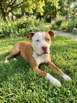 Sweet Parker -  American Staffordshire Terrier Dog for Adoption in Houston, Texas - Sweet Parker | PetCurious