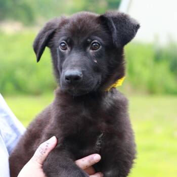 CT Teddy -  Labrador Retriever and Mixed Breed Dog for Adoption in Eastford, Connecticut - CT Teddy | PetCurious