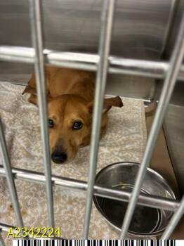 SUMMER -  Mixed Breed Dog for Adoption in West Palm Beach, Florida - SUMMER | PetCurious