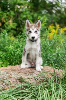 Saul -  Husky Dog for Adoption in Drumbo, Ontario - Saul | PetCurious