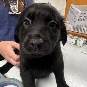 Simba -  Australian Shepherd and Labrador Retriever Dog for Adoption in Pekin, Illinois - Simba | PetCurious