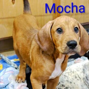 Mocha -  Coonhound and Mixed Breed Dog for Adoption in Chicago, Illinois - Mocha | PetCurious