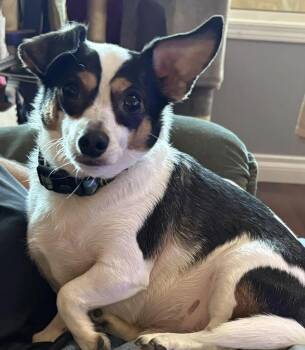 Beau -  Chihuahua Dog for Adoption in Lethbridge, Alberta - Beau | PetCurious