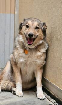 Sadie Mae -  Husky and Shepherd Dog for Adoption in Green River, Wyoming - Sadie Mae | PetCurious