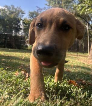 COPPER -  Pit Bull Terrier Dog for Adoption in Athens, Alabama - COPPER | PetCurious