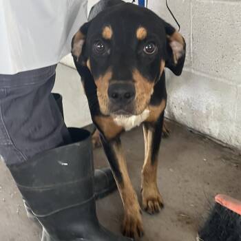 Peanut -  Rottweiler and Mixed Breed Dog for Adoption in Edinburg, Texas - Peanut | PetCurious