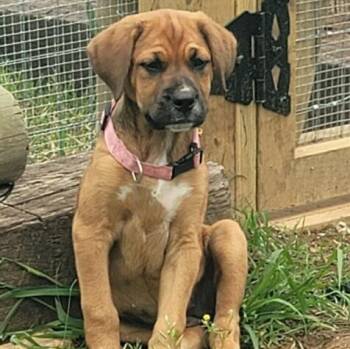 Rescue Border Collie and Dogue De Bordeaux Dogs for Adoption in Welch, Minnesota - Daisy Duke | PetCurious
