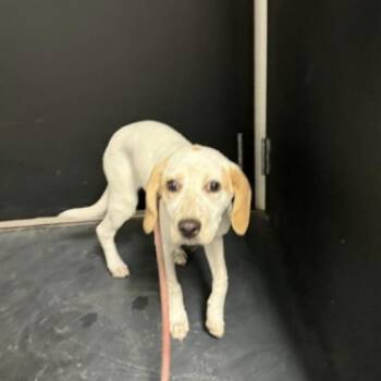 Mama -  Hound Dog for Adoption in Estes Park, Colorado - Mama | PetCurious
