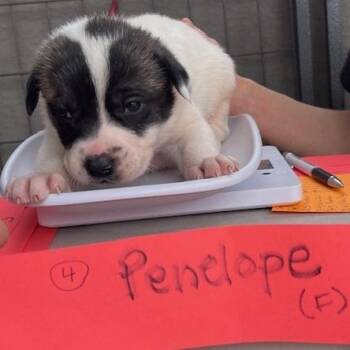 Mixed Breed Dogs Available for Adoption - Penelope | PetCurious