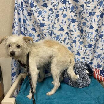 A612198 -  Norfolk Terrier Dog for Adoption in Modesto, California - A612198 | PetCurious