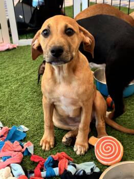 Bonnie -  Hound and Black Mouth Cur Dog for Adoption in Sanford, Florida - Bonnie | PetCurious