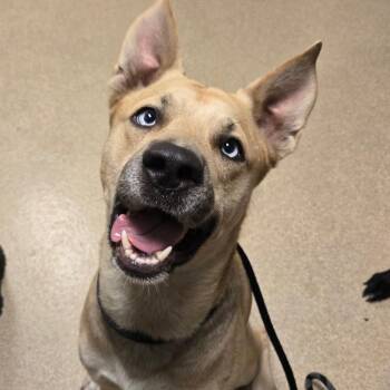 Buddha -  Mixed Breed Dog for Adoption in Bristol, Indiana - Buddha | PetCurious