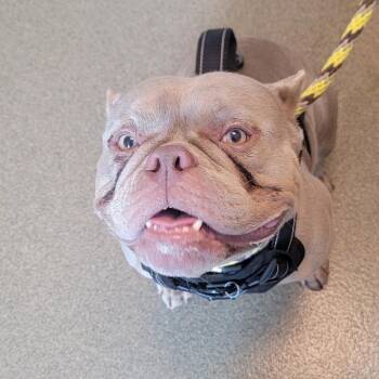Willow -  English Bulldog and Mixed Breed Dog for Adoption in Council Bluffs, Iowa - Willow | PetCurious