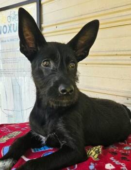 Pica -  Mixed Breed Dog for Adoption in Groveland, Massachusetts - Pica | PetCurious