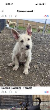 Terrier Dogs Available for Adoption in Muldrow, Oklahoma - Sofia | PetCurious