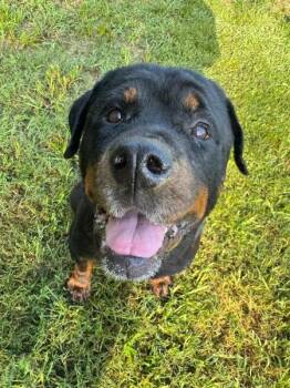 Reagan -  Rottweiler Dog for Adoption in Polk, Ohio - Reagan | PetCurious