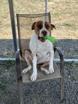 Rescue Pit Bull Terrier Dogs for Adoption in Mcminnville, Oregon - Gemma | PetCurious