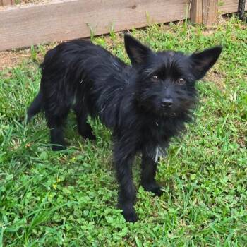 Morticia -  Cairn Terrier Dog for Adoption in Park Row, Texas - Morticia | PetCurious