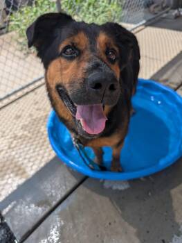 Rescue German Shepherd Dog Dogs for Adoption in Renfrew, Pennsylvania - Firecracker | PetCurious