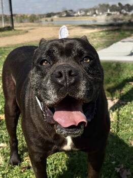OTTO -  Pit Bull Terrier and Mastiff Dog for Adoption - OTTO | PetCurious